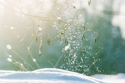 Close-up of frozen plant