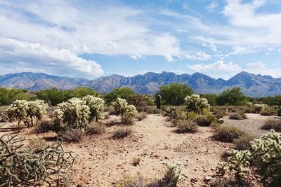 Scenic view of landscape against blue sky