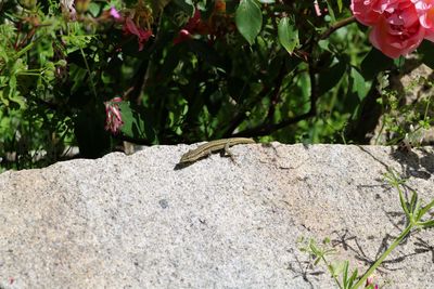 Close-up of insect on rock