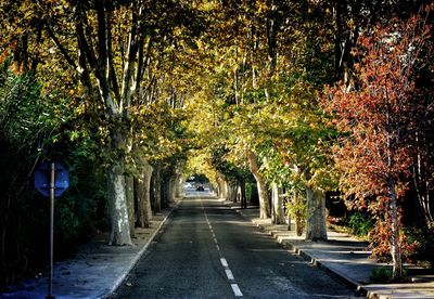 Road amidst trees during autumn