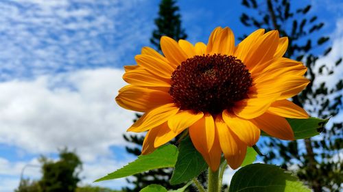 Close-up of sunflower