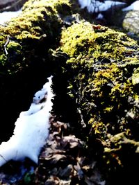 High angle view of moss growing on rocks