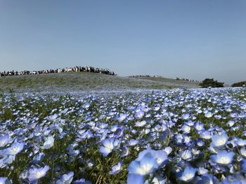 Scenic view of flowering plants on land against clear sky