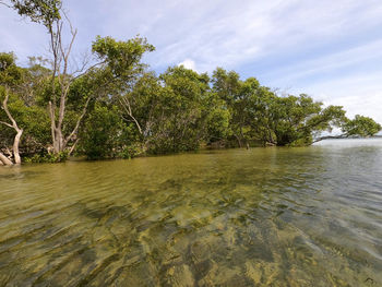 Scenic view of river in forest against sky