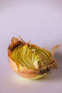 Close-up of wilted flower against white background