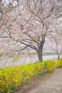 View of cherry blossom tree