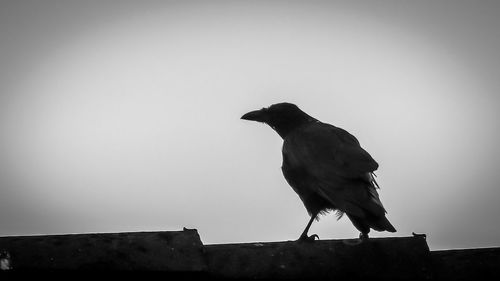 Low angle view of eagle perching against clear sky