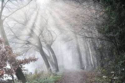 Road amidst trees in forest