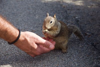 Close-up of man hand feeding squirrel