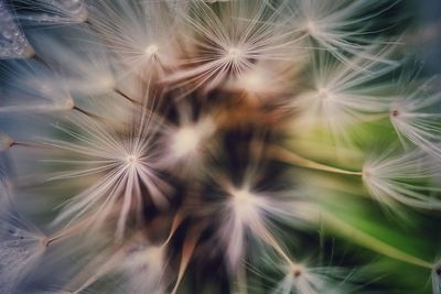 Close-up of dandelion