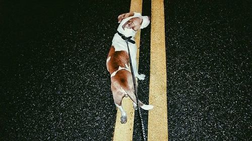 Dog on road