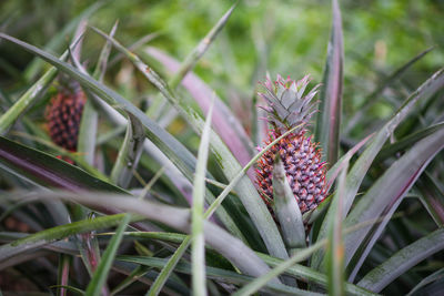 Close-up of plant
