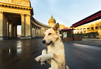 Dog in a city