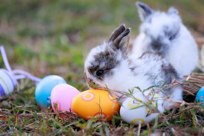 Rabbit on grassy field