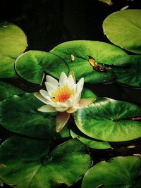 Close-up of lotus water lily in pond