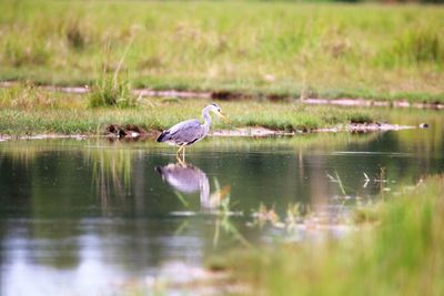 Slective focus on heron hunting in a pool. vestamager nature reserve, copenhagen.