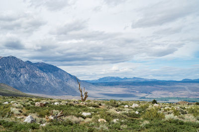 Springtime valley view in the buttermilks of eastern sierra nevada mountains of california usa