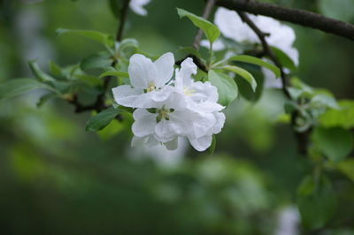 Close-up of white flowers