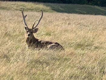 Deer in a field