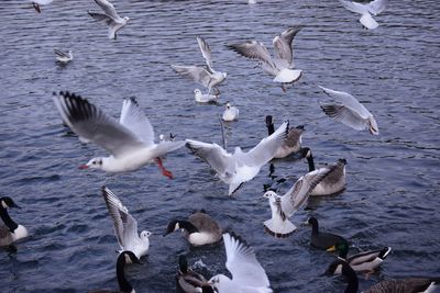 Flock of birds in lake