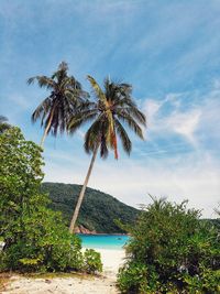 Palm tree by sea against sky