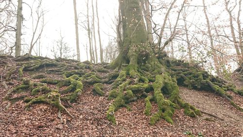 Plants growing on field in forest