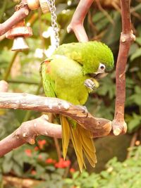 Close-up of bird perching on tree