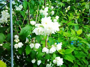 Close-up of white flowers