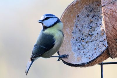 Close-up of bird perching