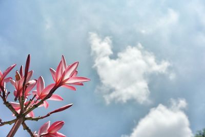 Low angle view of red flower against sky