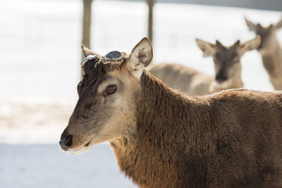 Close-up of deer looking away