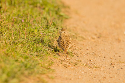 Bird perching on land