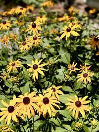Close-up of yellow flowering plant on field