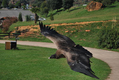 Bird flying over green grass