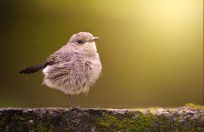 Close-up of bird perching on rock