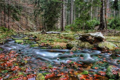 Close-up of waterfall in forest