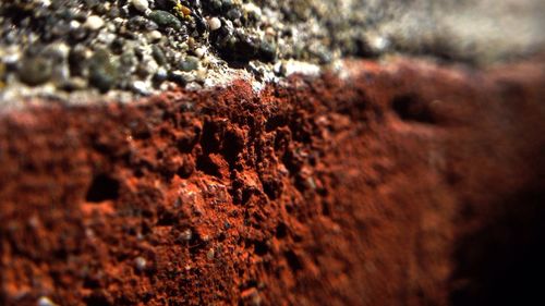 Full frame shot of tree trunk