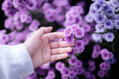 Close-up of hand holding purple flowering plant