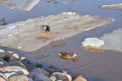 High angle view of ducks swimming on lake
