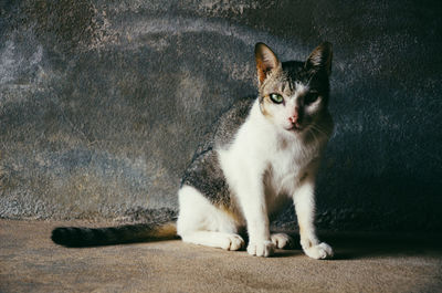 Portrait of cat sitting on wall