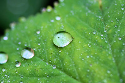 Close-up of water drops on leaf