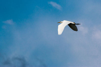 Low angle view of seagull flying in sky