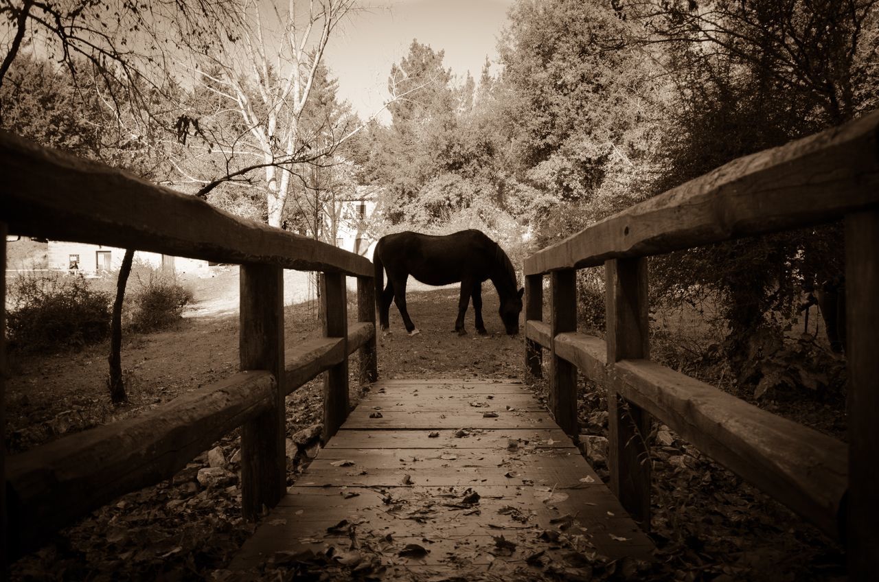 HORSE STANDING BY TREE IN FOREST