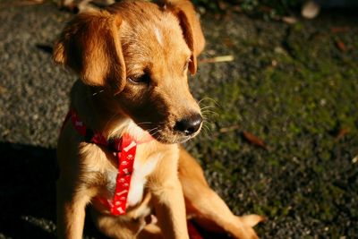 Close-up of brown puppy relaxing on field