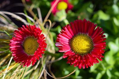 Close-up of red rose