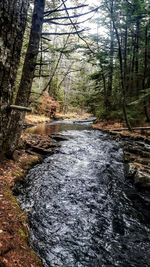 Full frame shot of trees in forest