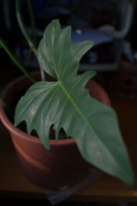 Close-up of potted plant