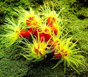 Close-up of orange flowers