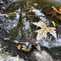 High angle view of frog in water