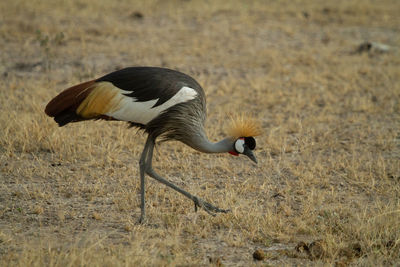 Grey crowned crane bird eating bugs in the grass